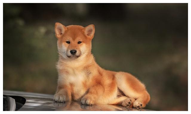 秋田和柴柴傻傻分不清楚的朋友看回來！禁養犬？