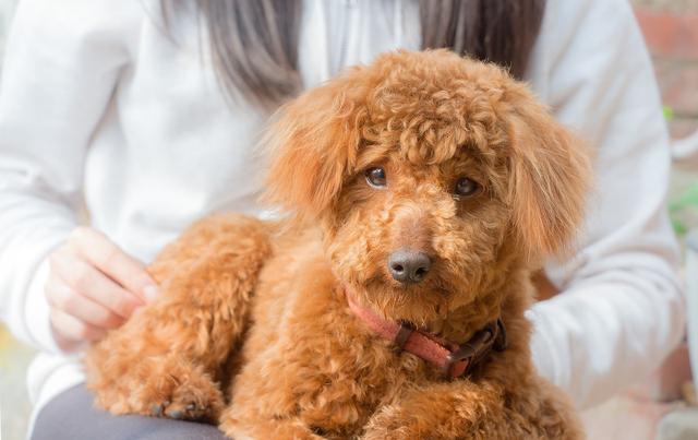 為何許多 人很反感泰迪犬，由于這5點“惹人嫌”了