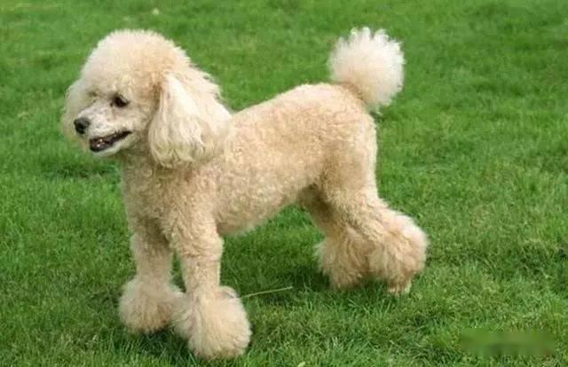 怎么知道貴賓犬是否純種？重要看這五個地區