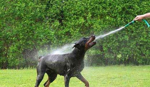 法國杜賓犬有這6種突顯的優勢，怪不得如今也有那么幾十人想養