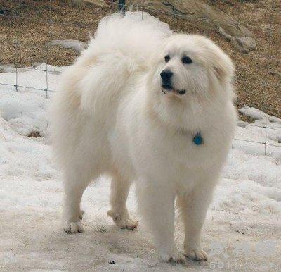 這6種知名的巨型犬，了解3個左右，算你利害