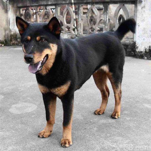 中華田園犬很差嗎！這7個優勢有是多少寵物狗能比得過