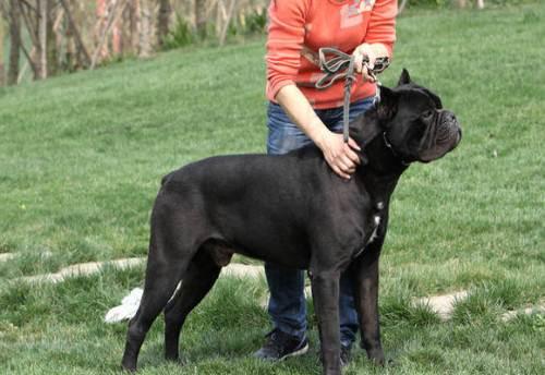 卡斯羅犬和羅威納犬，誰才算是最好護衛犬？