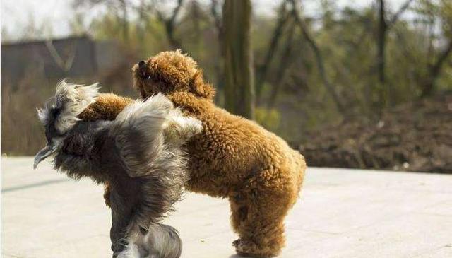 為何許多 人很反感泰迪犬，由于這5點“惹人嫌”了