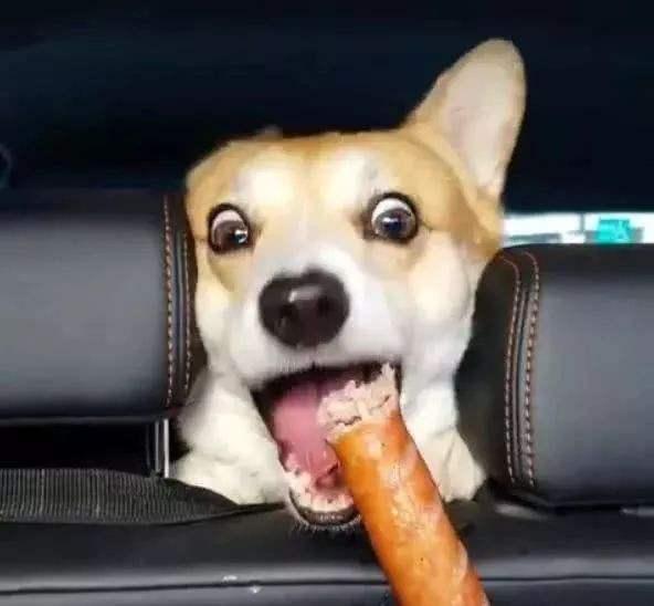 柯基犬是一種奇妙的狗，會讓人如癡如醉，越養越上癮！