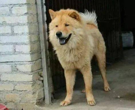 土狗比不上洋狗？這五種土狗也不比海外的品種狗差