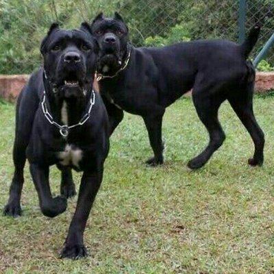 卡斯羅犬和羅威納犬，誰才算是最好護衛犬？