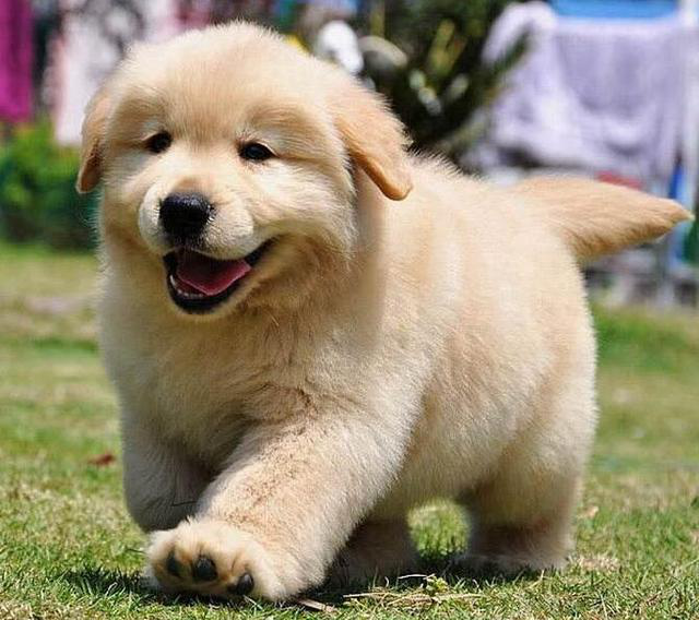 金毛犬忠實又善解人意，人們應當怎樣選購呢？