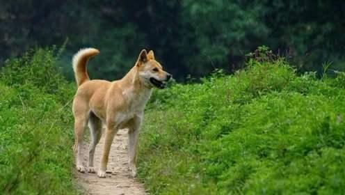中華田園犬很差嗎！這7個優勢有是多少寵物狗能比得過