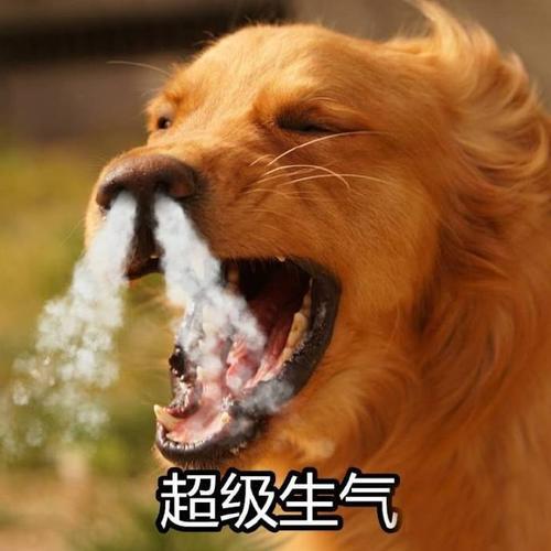 狗界中的動遷“六大巨星”，誰養誰奔潰！給你在養嗎？