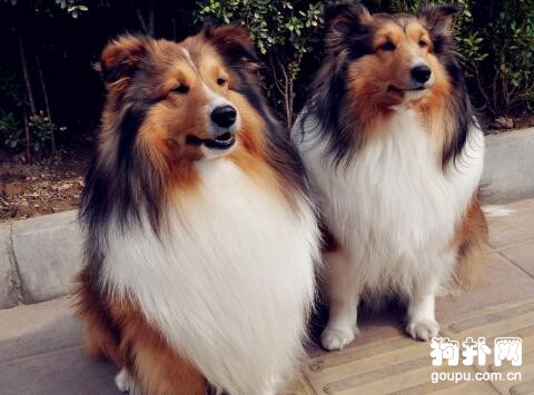 其實母狗比公狗還要聰明？