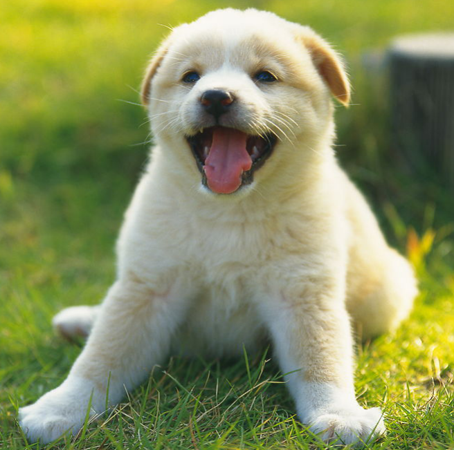 選擇合適自身的幼犬很關鍵