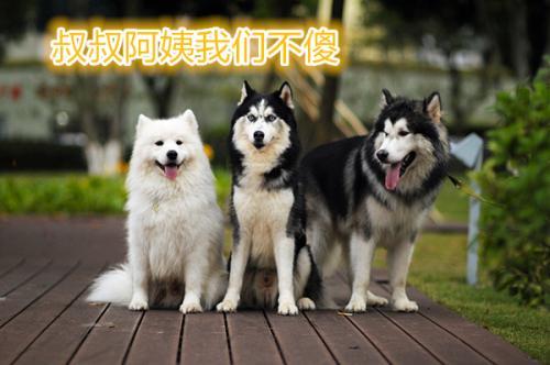 假如返回當時，這7種小狗，你選哪一只？