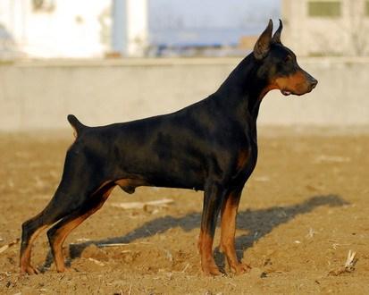 法國杜賓犬有這6種突顯的優勢，怪不得如今也有那么幾十人想養