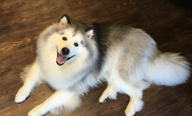阿拉斯加犬不太好養？原來是這五個緣故，很致命性