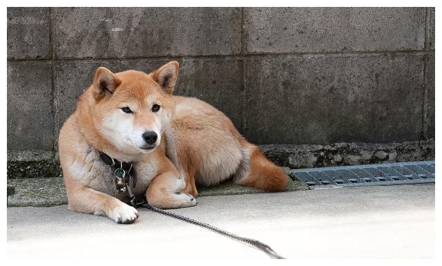 秋田和柴柴傻傻分不清楚的朋友看回來！禁養犬？