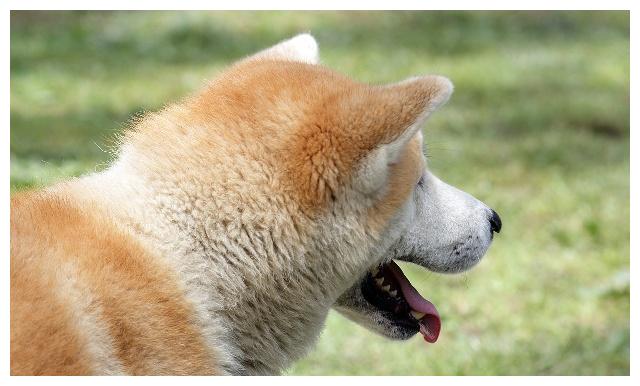 秋田和柴柴傻傻分不清楚的朋友看回來！禁養犬？