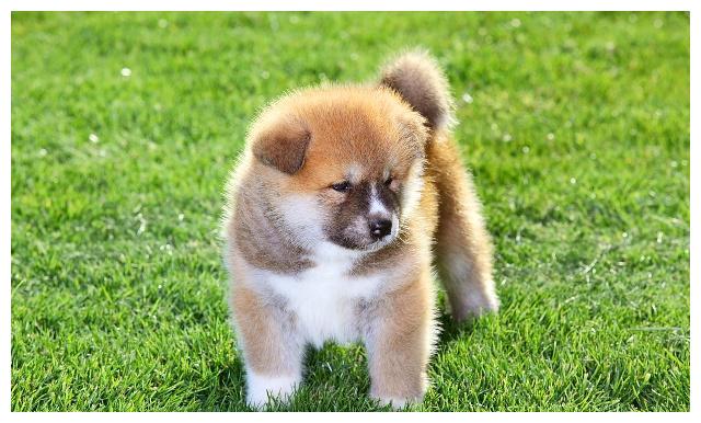 秋田和柴柴傻傻分不清楚的朋友看回來！禁養犬？
