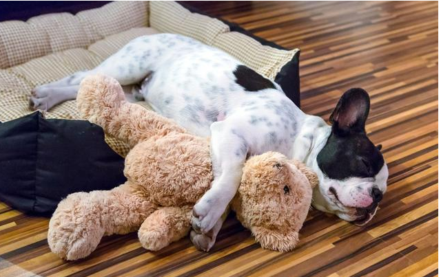 為何許多明星喜愛養法國斗牛犬？原先法牛有這7點獨到之處