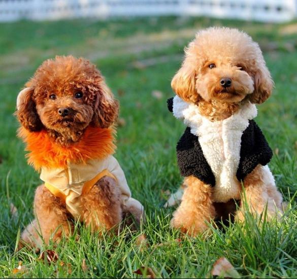 怎么知道貴賓犬是否純種？重要看這五個地區