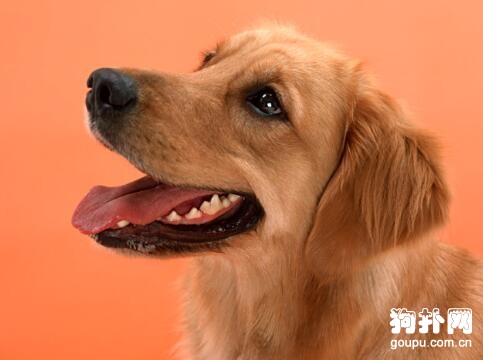 選購狗狗要做好哪些打算，請三思而后行