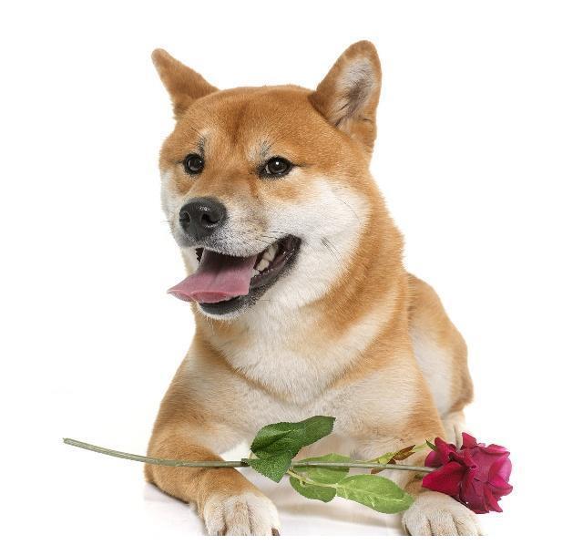 秋田和柴柴傻傻分不清楚的朋友看回來！禁養犬？