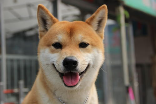 怎么判斷柴犬的品質是否優良？