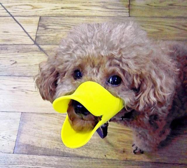 為何許多 人很反感泰迪犬，由于這5點“惹人嫌”了