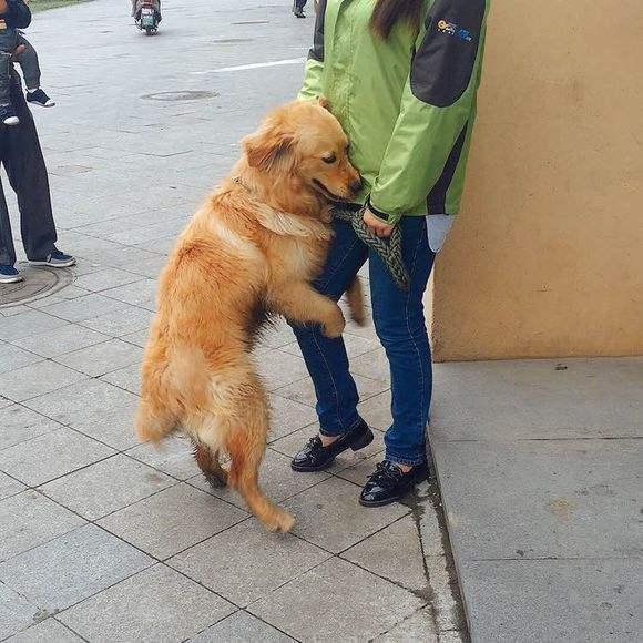 歷數男神金毛犬的8大缺陷，看了再決策需不需要養