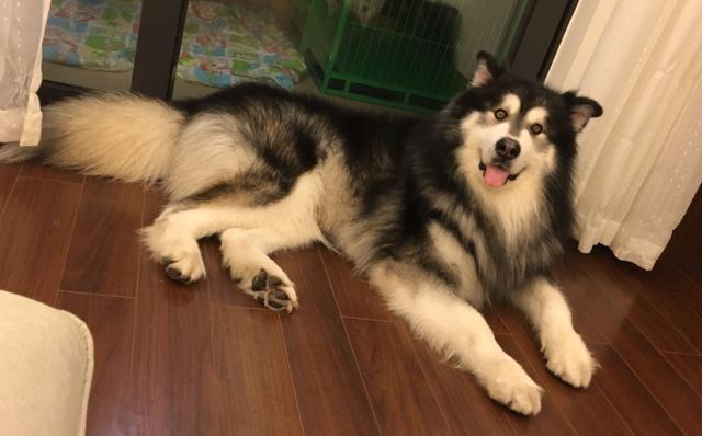 阿拉斯加犬不太好養？原來是這五個緣故，很致命性