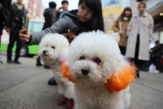 為何許多 人很反感泰迪犬，由于這5點“惹人嫌”了