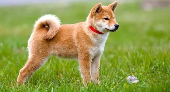 狗兒滿意度排名，有了你心里的哪個它