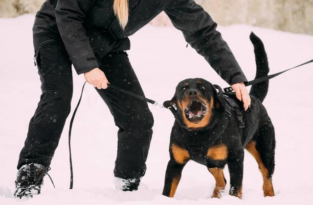 卡斯羅犬和羅威納犬，誰才算是最好護衛犬？