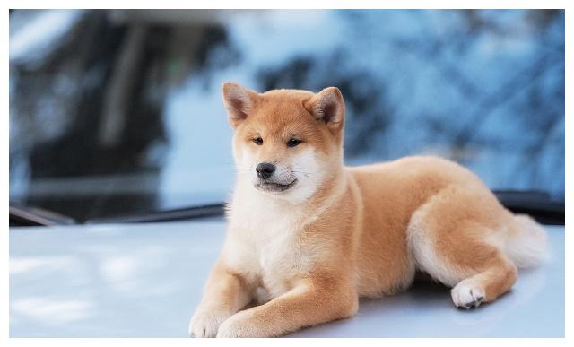 秋田和柴柴傻傻分不清楚的朋友看回來！禁養犬？