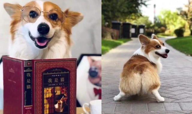 柯基犬是一種奇妙的狗，會讓人如癡如醉，越養越上癮！