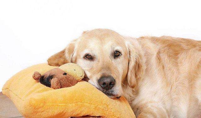 歷數男神金毛犬的8大缺陷，看了再決策需不需要養