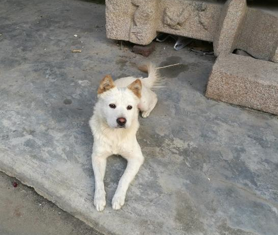 中華田園犬很差嗎！這7個優勢有是多少寵物狗能比得過