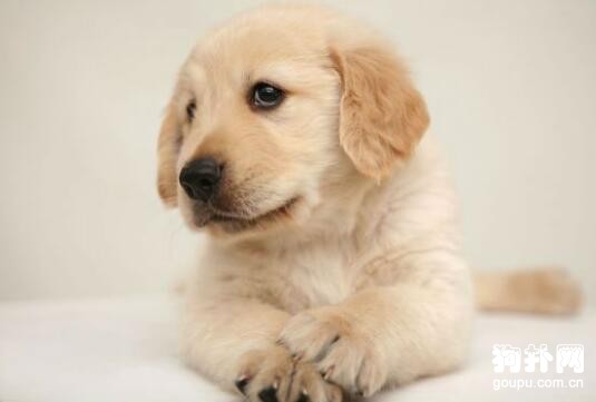 挑選寵物狗時，如何觀察犬的身體狀況？