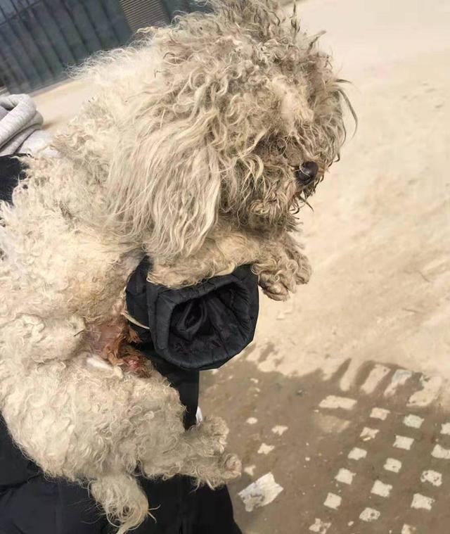 為什么討人喜歡的比熊犬那么少人養？網民：怕了，特別是在最終一條