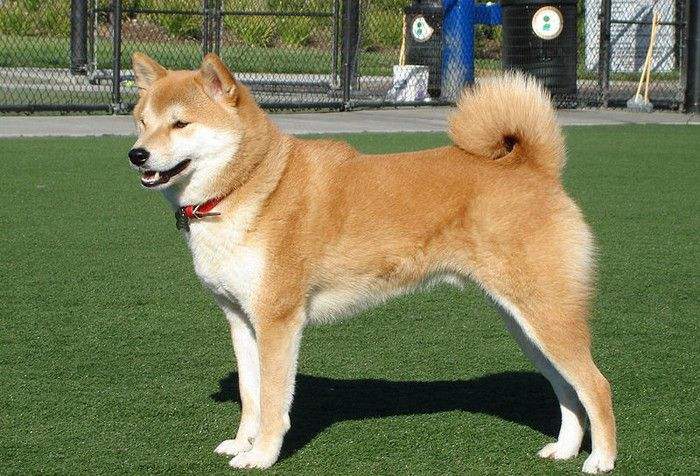 怎么區分柴犬和秋田犬？