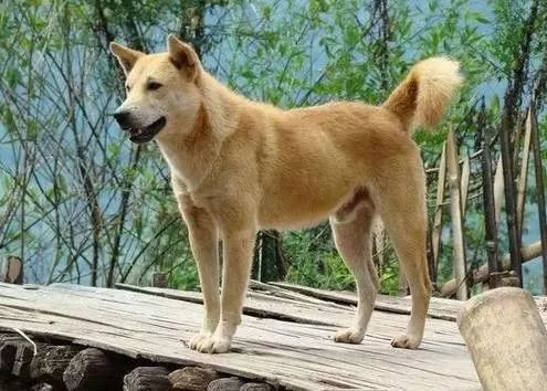 狗兒滿意度排名，有了你心里的哪個它