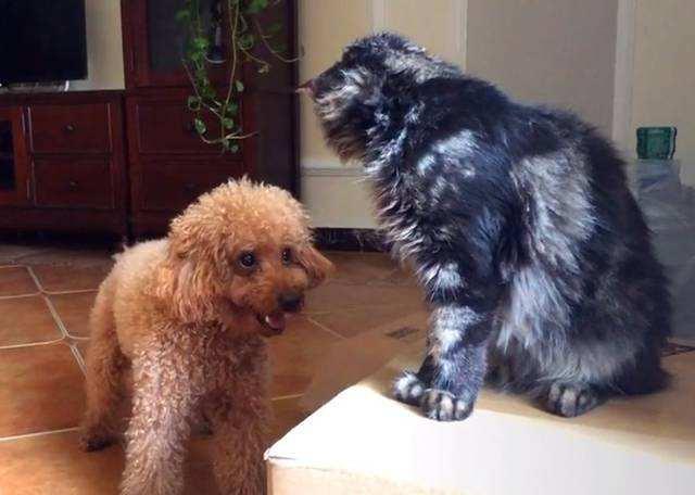 為何許多 人很反感泰迪犬，由于這5點“惹人嫌”了