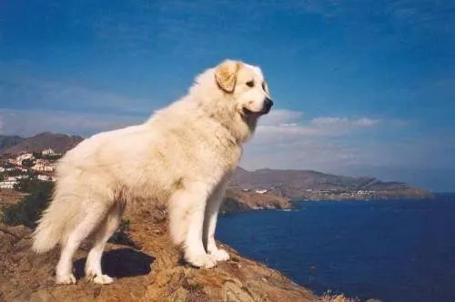 狗兒滿意度排名，有了你心里的哪個它