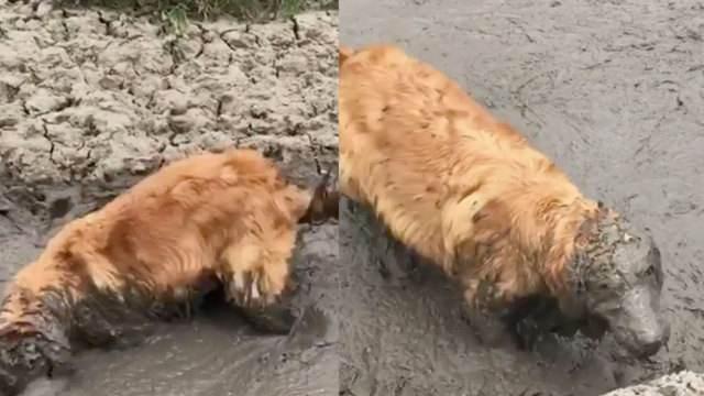 歷數男神金毛犬的8大缺陷，看了再決策需不需要養