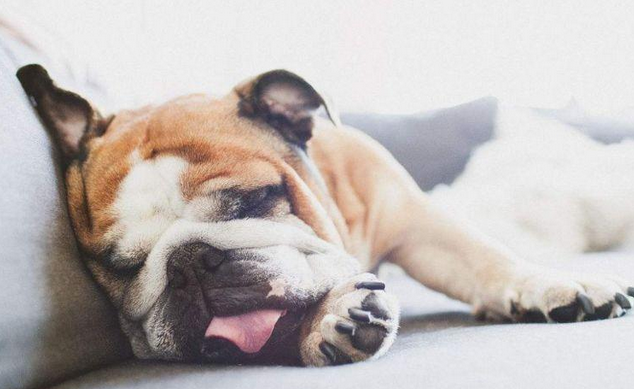 這5種寵物犬一旦變成流浪狗，基本上沒辦法單獨存活，需看緊了