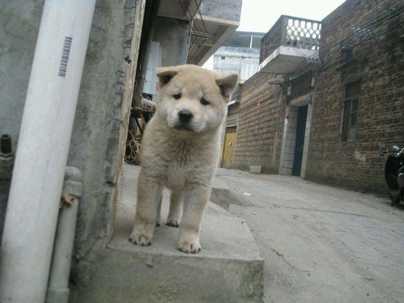 中華田園犬很差嗎！這7個優勢有是多少寵物狗能比得過