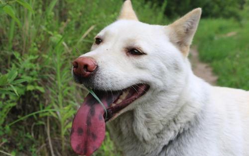 中華田園犬很差嗎！這7個優勢有是多少寵物狗能比得過