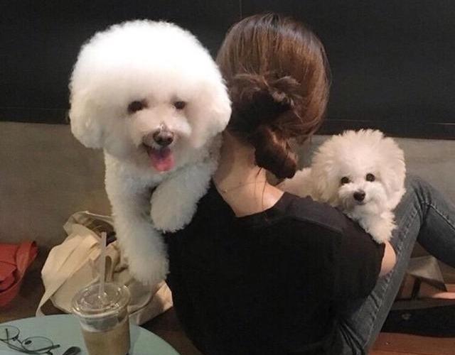 為什么討人喜歡的比熊犬那么少人養？網民：怕了，特別是在最終一條