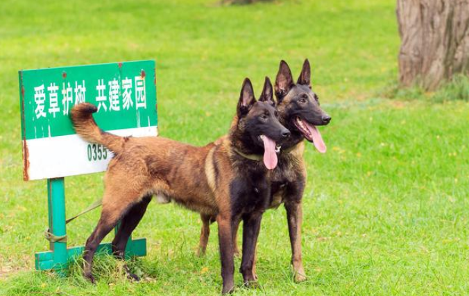 這5種狗狗很忠實，你確定別養嗎？它能給你豁出命