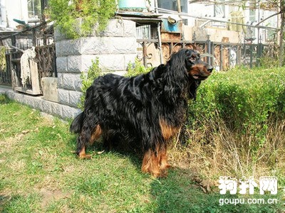 戈登雪達犬智商高嗎,戈登雪達犬智商排名